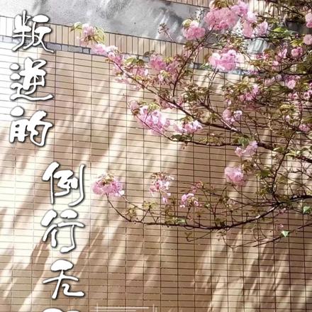叛逆的例行无阻