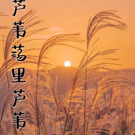 芦苇荡里芦苇开
