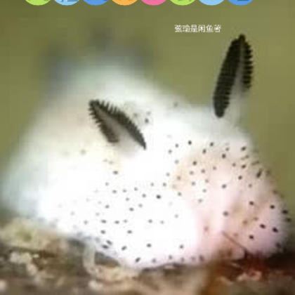 海兔的伴侣会生崽