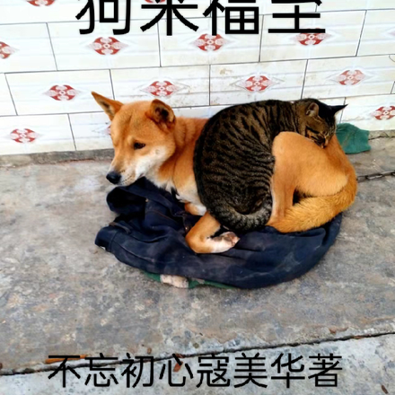 狗来福至