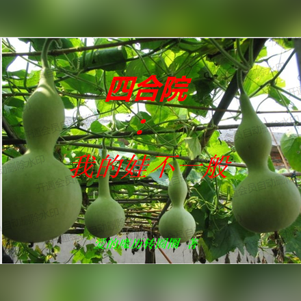 四合院:我的娃不一般
