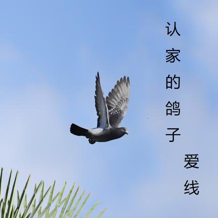 认家的鸽子