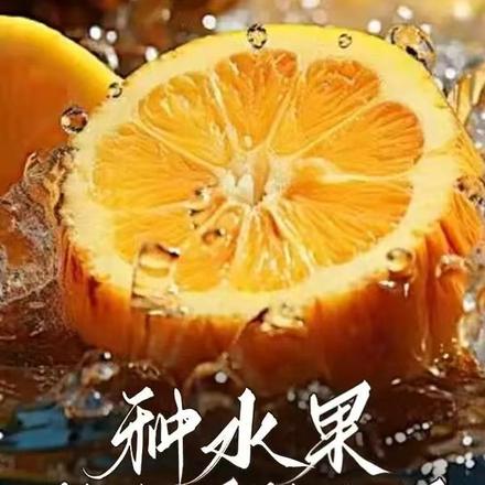 种水果种水果种水果