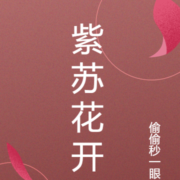 紫苏花开