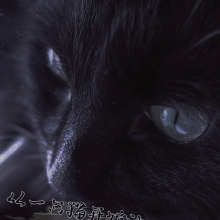 从一只猫开始的黑色幻想