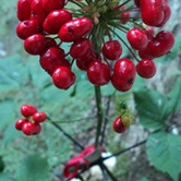 绛珠草