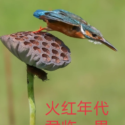 火红年代君临一界