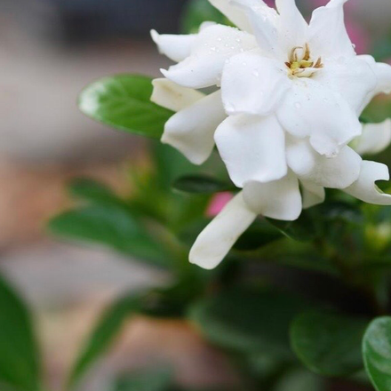 栀子花开，故人依旧