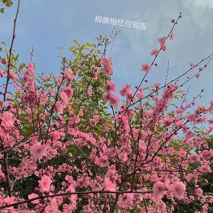 相随相忆何知否