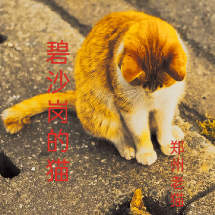 碧沙岗的猫