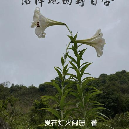 沼泽地的野百合