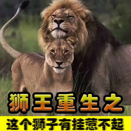 狮王重生之这个狮子有挂惹不起