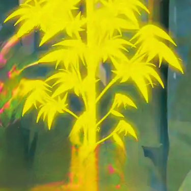 洪荒先天金竹