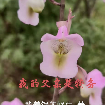 我的父亲是特工电视剧