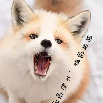 小狐狸追妻记