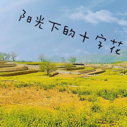 阳光下的十字花