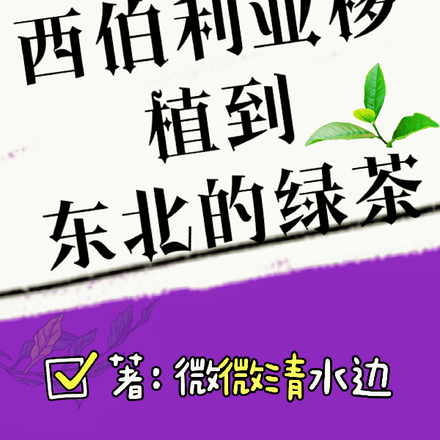 西伯利亚移植到东北的绿茶