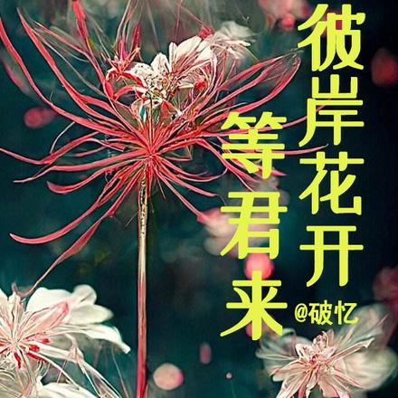 彼岸花开等君来