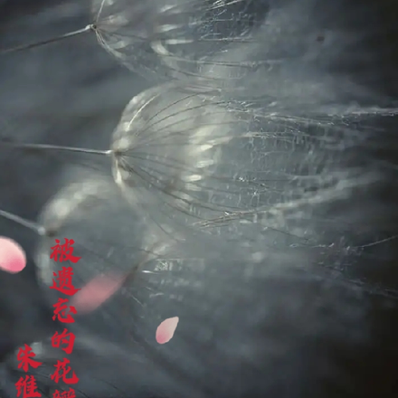 被遗忘的花瓣