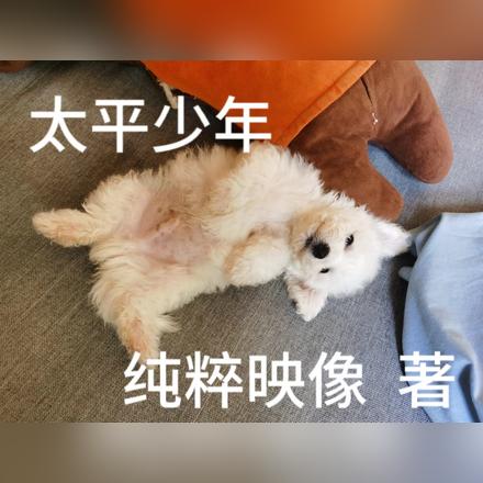 太平少年