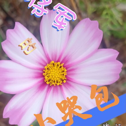 大将军的小哭包
