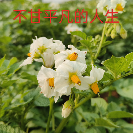 不甘平凡的人生路