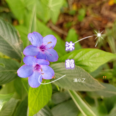 沐鹤