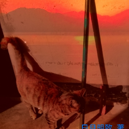 钓鱼小能手