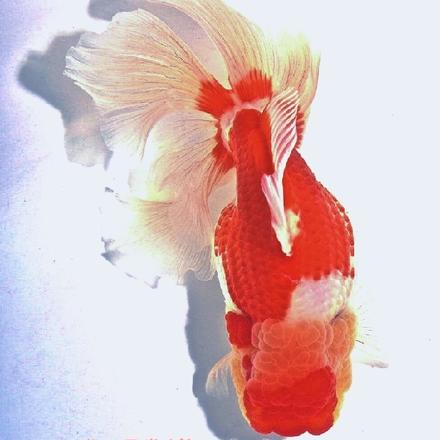 咸鱼三小姐