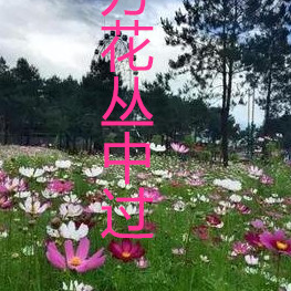 万花丛中过