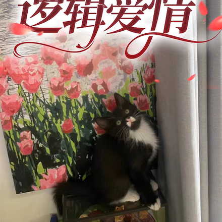 逻辑爱情