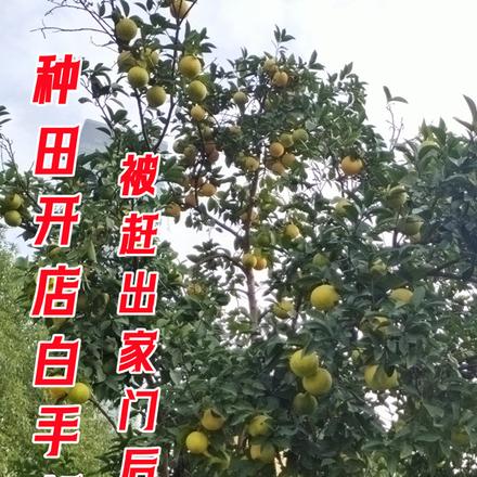 被赶出家门后，种田开店白手起家