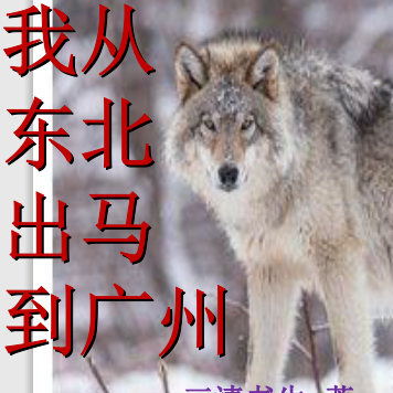 我从东北出马到广州