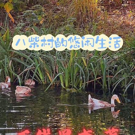 八柴村的悠闲生活
