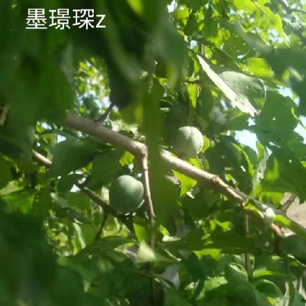 痴人桎梏