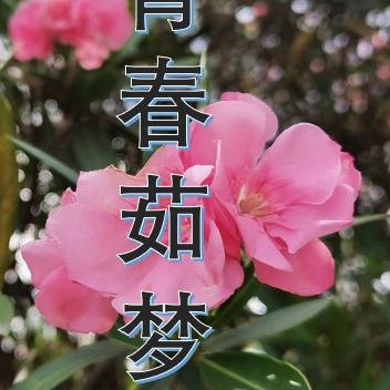 青春茹梦
