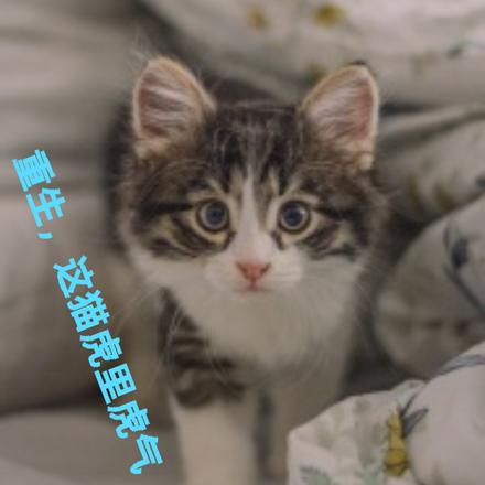 重生,这猫虎里虎气