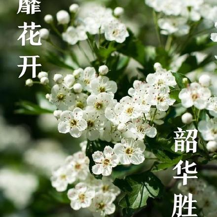 荼靡花开，韶华胜极