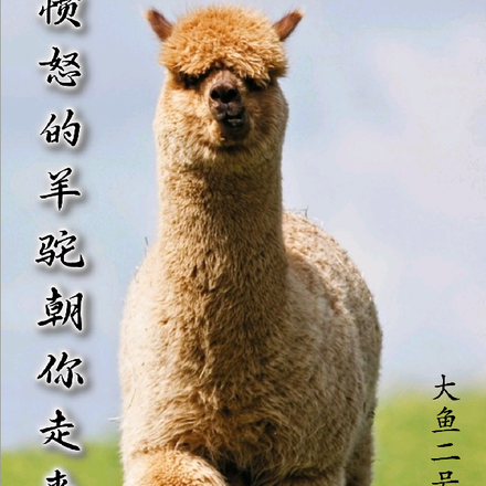 愤怒的羊驼朝你走来