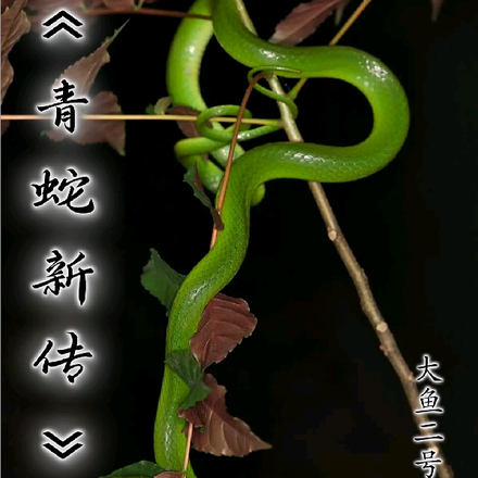 青色新传
