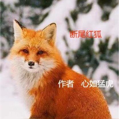 断尾红狐