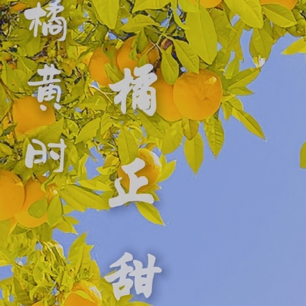 橘黄时橘正甜