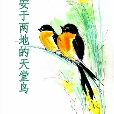 安于两地的天堂鸟