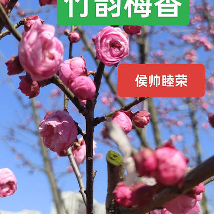 竹韵梅香