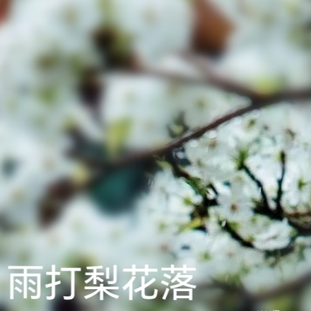 雨打梨花落
