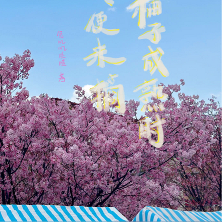 柚子成熟时,我便来摘