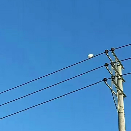 潇潇玉铎今从野