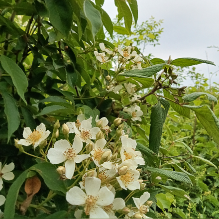 白金色的陪伴