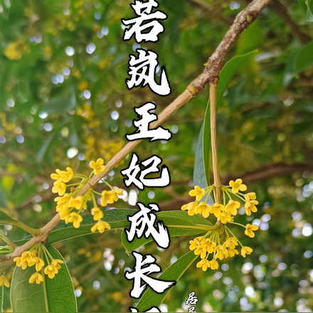 若岚王妃成长记